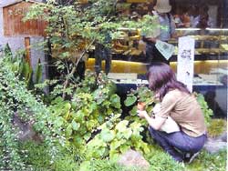 京都の水